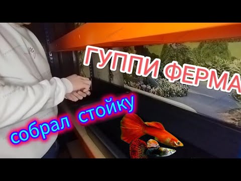 Видео: Как разводить Гуппи. Собрал стойку для рыбы. Как разводить Ампулярия и чем кормить.