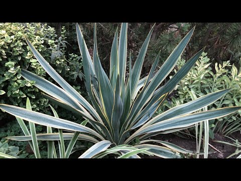 Видео: ЮЖНЫЙ САД В ОЖИДАНИИ ОСЕНИ 🌿