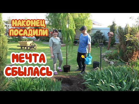 Видео: 15 лет о НЕЙ мечтала! Даже переделали цветник, чтобы ее посадить.