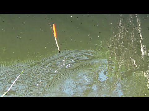 Видео: Удочка с пером, горсть ручейников и рыбалка на деревенской речке!
