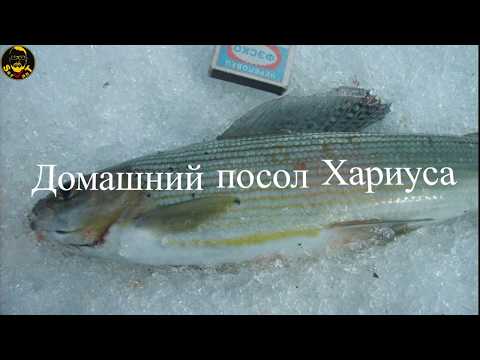 Видео: Домашний посол Хариуса.Соленый Хариус .Посол Хариуса