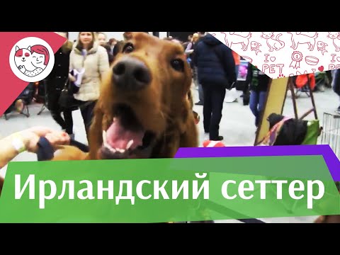 Видео: СОБАКИ ИРЛАНДСКИЙ СЕТТЕР ЗООШОУ 2016 НА ilikepet