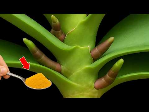 Видео: 🌸1 ложка в неделю! Внезапно ваша орхидея начинает давать новые корни и цветы круглый год.