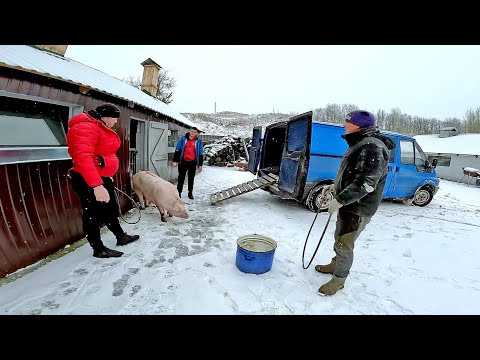 Видео: ПРИЇХАЛИ ДУЖЕ СУРЙОЗНІ ЛЮДИ... Сараї строять,биків купляють , свиней грибуть, всі розудіті ...