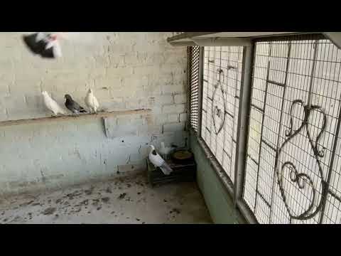 Видео: Племенная будка   1