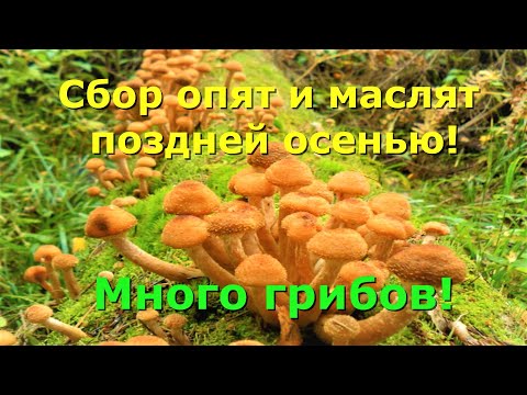Видео: Сбор опят и маслят поздней осенью! Много грибов!