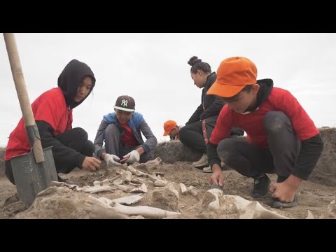 Видео: СҚО-да Ботай қонысынан адамның бас сүйегі табылды