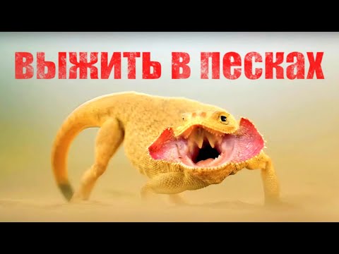 Видео: Выжить любой ценой: ящерицы, сайгаки и цветы-кочевники