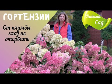 Видео: 🌷 ОООЧЕНЬ КРАСИВАЯ клумба с МЕТЕЛЬЧАТЫМИ гортензиями!  СХЕМА ПОСАДКИ🌷