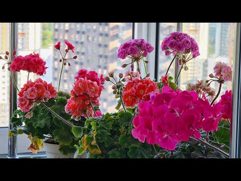Видео: Обзор цветущих пеларгоний. 19.05.2024