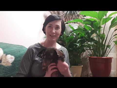 Видео: #Elev8 #Паралич у #собаки #таксы прошел за 3 недели!