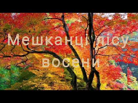 Видео: Середня група. Дитина в природному довкіллі "Мешканці лісу восени"