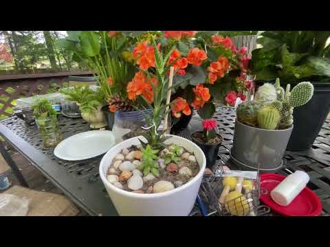 Видео: Сажаю мини садик из суккулентов. Увлекательный процесс!