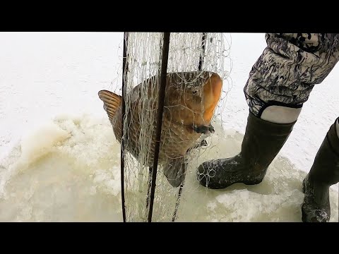 Видео: НЕ УСПЕЛ УСТАНОВИТЬ ХАПУГИ И СРАЗУ ПОЙМАЛ!КАРАСИ-ГИГАНТЫ И ПОЛОСАТЫЕ АРБУЗЫ. Рыбалка на ХАПУГУ зимой