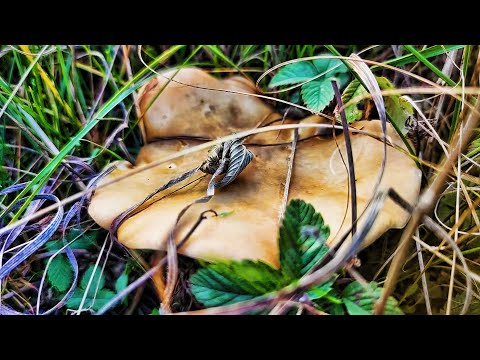 Видео: СБОР ГРИБОВ  СИНЕНОЖКИ НА КАЖДОМ ШАГУ! ВЫЗЫВАЛИ ПОДМОГУ!