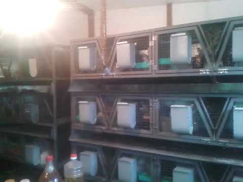 Видео: Кроликоферма.