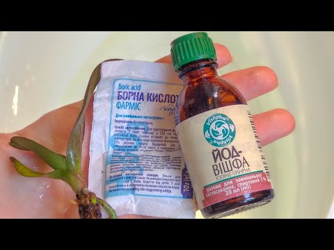 Видео: ЙОД орхидеи ВЕРНЕТ К ЖИЗНИ! корни ПРОБУЖДАЕТ! полив орхидеи ПОДКИСЛЕННОЙ ВОДОЙ с йодом!