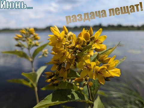 Видео: Ловля активного подлещика и густеры! Рыбалка на фидер, река Сейм. Рыбалка в Курске!