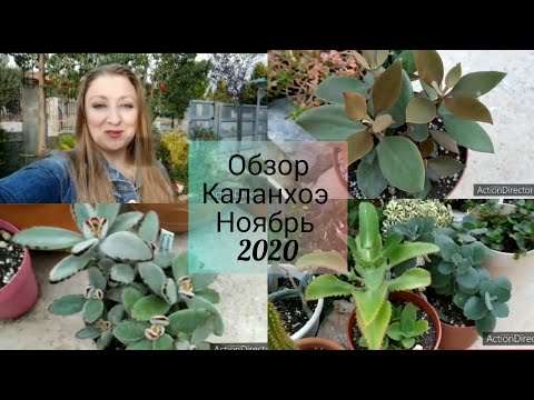 Видео: Обзор Коллекции Каланхоэ- Kalanchoe 🌱Ноябрь 2020
