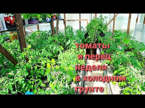 Видео: Что стало с томатами и перцем, высаженными в холодный грунт Первые завязи у крупноплодных томатов