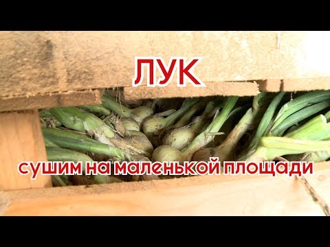 Видео: Сушим лук на маленькой площади