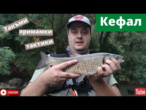 Видео: Успешни такъми, примамки и тактики при риболова на кефал на Спининг