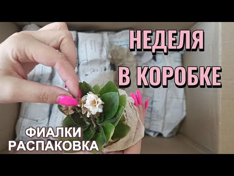 Видео: Фиалки провели неделю в коробке!! - распаковка