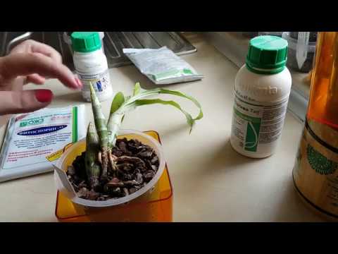 Видео: Фузариум при орхидеите - разпознаване и лечение