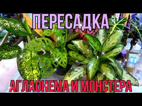 Видео: ПЕРЕСАДКА КОМНАТНЫХ ЦВЕТОВ/АГЛАОНЕМА И МОНСТЕРА