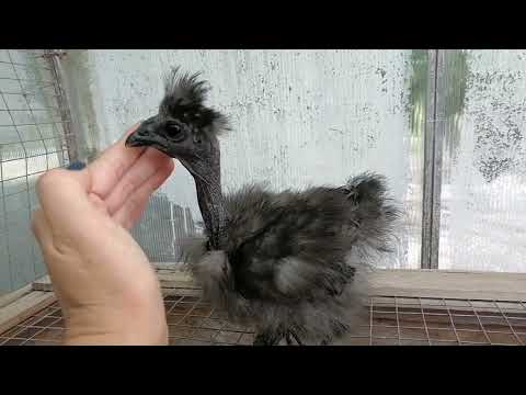 Видео: Шёлковые голошейки. Павлинята новые и наши.