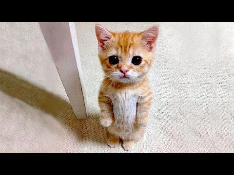 Видео: Я РЖАЛ ДО СЛЕЗ 😹 СМЕШНЫЕ КОШКИ И СОБАКИ | СМЕШНЫЕ ЖИВОТНЫЕ 2023 😹 ЛУЧШИЕ ПРИКОЛЫ #45