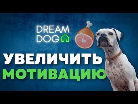Видео: Собака не работает за еду 🐶 как повысить мотивацию без голода