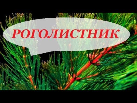 Видео: Роголистник в аквариуме, как сажать, уход, разведение. Аквариумные растения для начинающих.