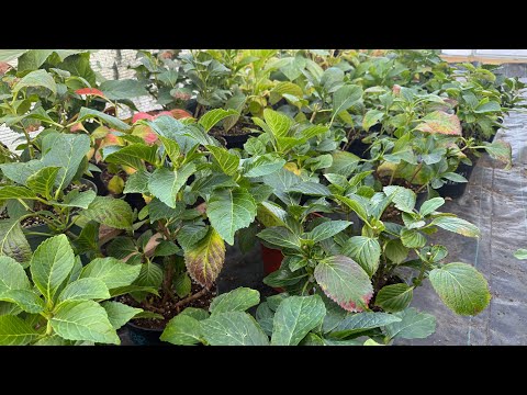 Видео: Повторная обрезка п/ф 2025🌸23.09.2025