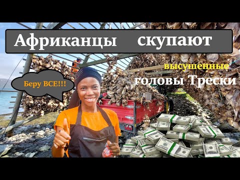 Видео: Сухие головы Трески. Зачем в Норвегии сушат рыбьи головы? Куда их отправляют?