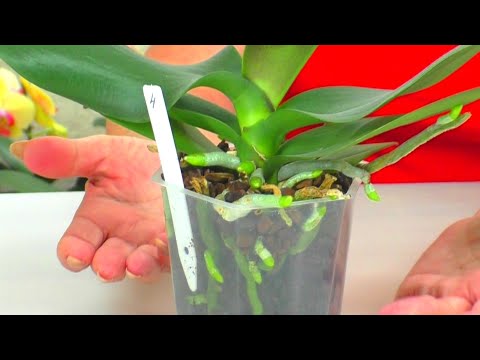 Видео: Возрождаю к ЖИЗНИ УЦЕНЁННЫЕ Орхидеи. Уже Растут корни! Продолжение истории СПАСЕНИЯ...