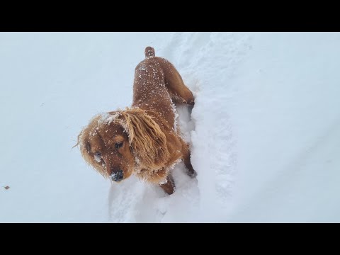 Видео: Спаниель 10 месяцев.  Чем питается.