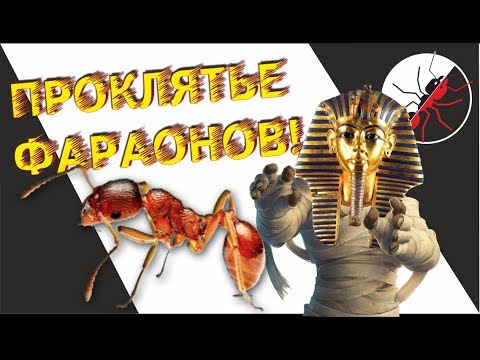 Видео: ПРОКЛЯТЬЕ ФАРАОНОВ! Monomorium pharaonis - фараоновы муравьи