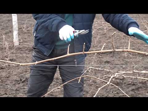 Видео: Варианты обрезки неудачно сформированных молодых кустов