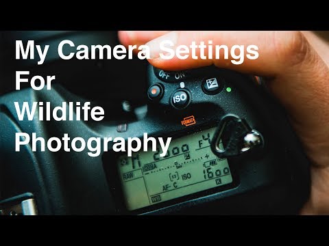 Видео: Настройки камеры Nikon для фотосъемки дикой природы