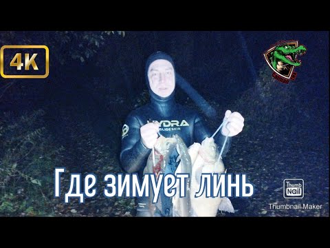 Видео: В поисках трофея #3 🤿 | Где зимует линь🛌 | #линь #лещь