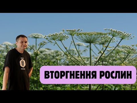Видео: Як рослини-прибульці руйнують природу, наш бюджет та здоров'я