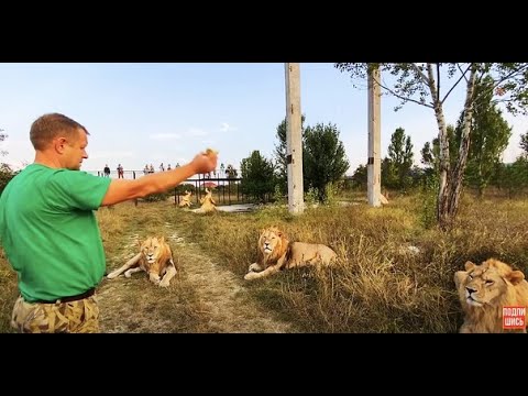 Видео: Новый УРОК для ЛЬВОВ! Белый лев самый не послушный!