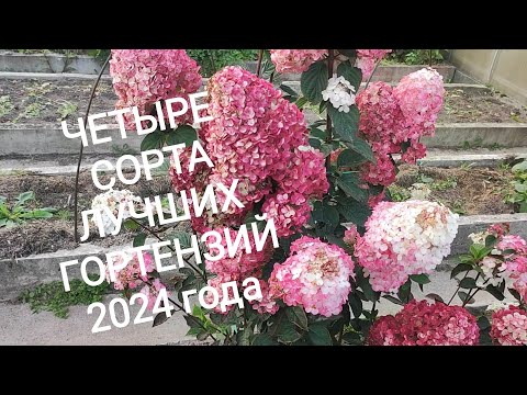 Видео: Итоги по новинкам гортензий.Кто на первом месте?