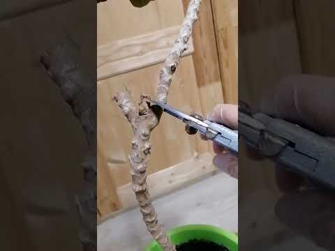 Видео: Кротон, омоложение обрезкой. Черенкование #дачарайвасильева #цветы #огород #сад #еда