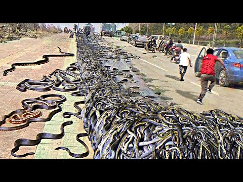 Видео: Когда ЖИВОТНЫЕ Потеряли КОНТРОЛЬ Над Собой И Их Сняли На Камеру! Топ 100