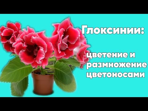 Видео: Глоксиния. Обильное цветение. Размножение цветоносами.