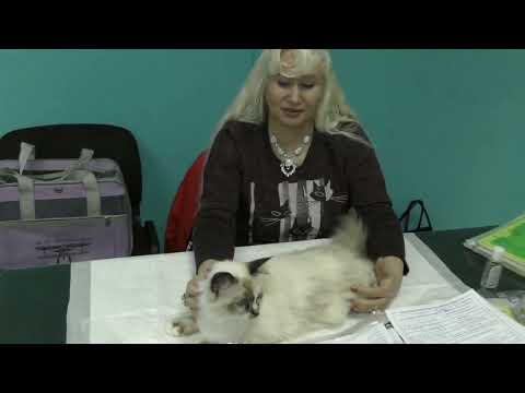 Видео: Разведение породистых кошек по шагам.