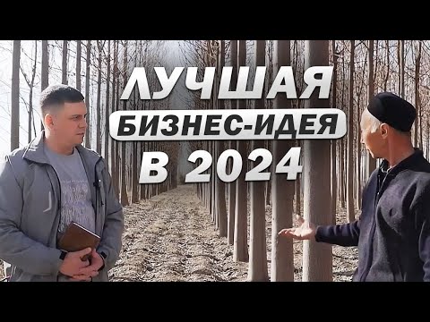 Видео: Этот БИЗНЕС на дереве Павловния приносит 70% годовых пассивного дохода. Отзыв владельца плантации