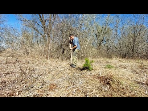 Видео: Купил дом в деревне у реки, сажаю лес! Жизнь в деревне, дом в деревне! Живописное место в селе